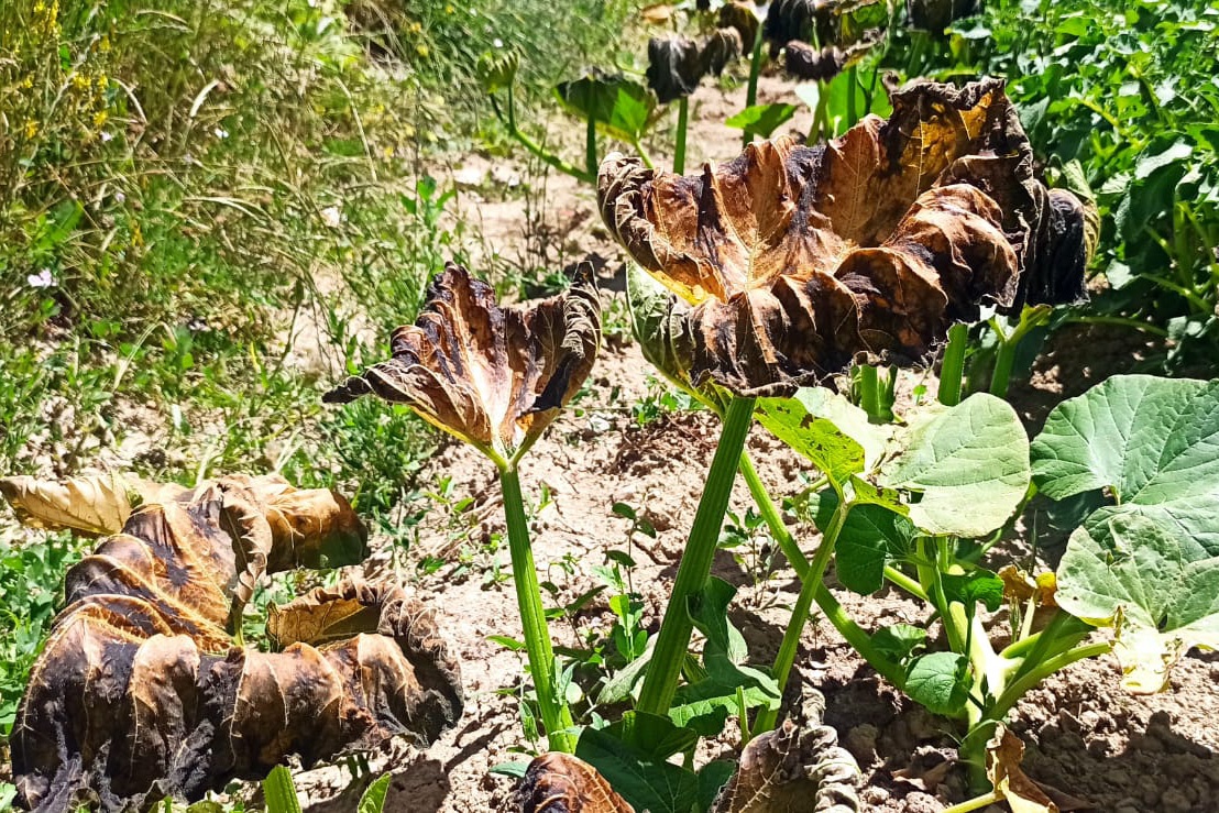 Şaka değil gerçek! Gümüşhane’yi temmuz ayında don vurdu 7