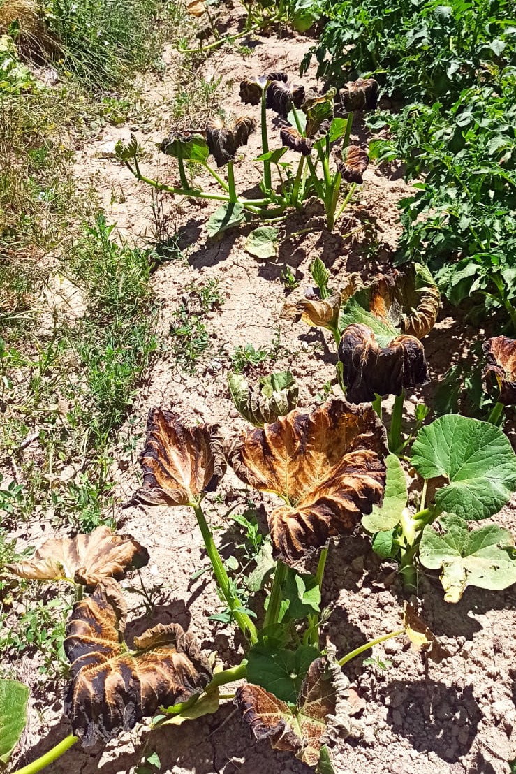 Şaka değil gerçek! Gümüşhane’yi temmuz ayında don vurdu 2