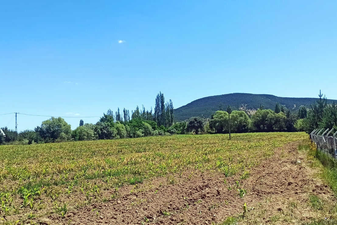Şaka değil gerçek! Gümüşhane’yi temmuz ayında don vurdu 1
