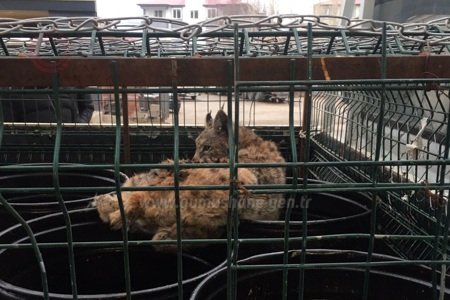 Gümüşhane’de korkan Vaşak mobilya mağazasına girdi 4