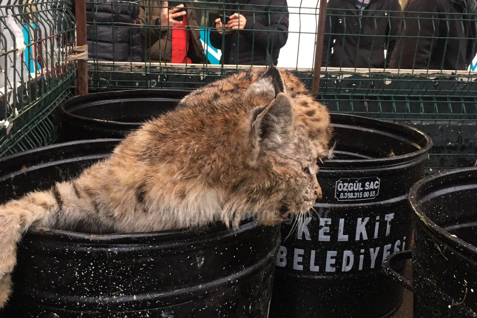 Gümüşhane’de korkan Vaşak mobilya mağazasına girdi 3