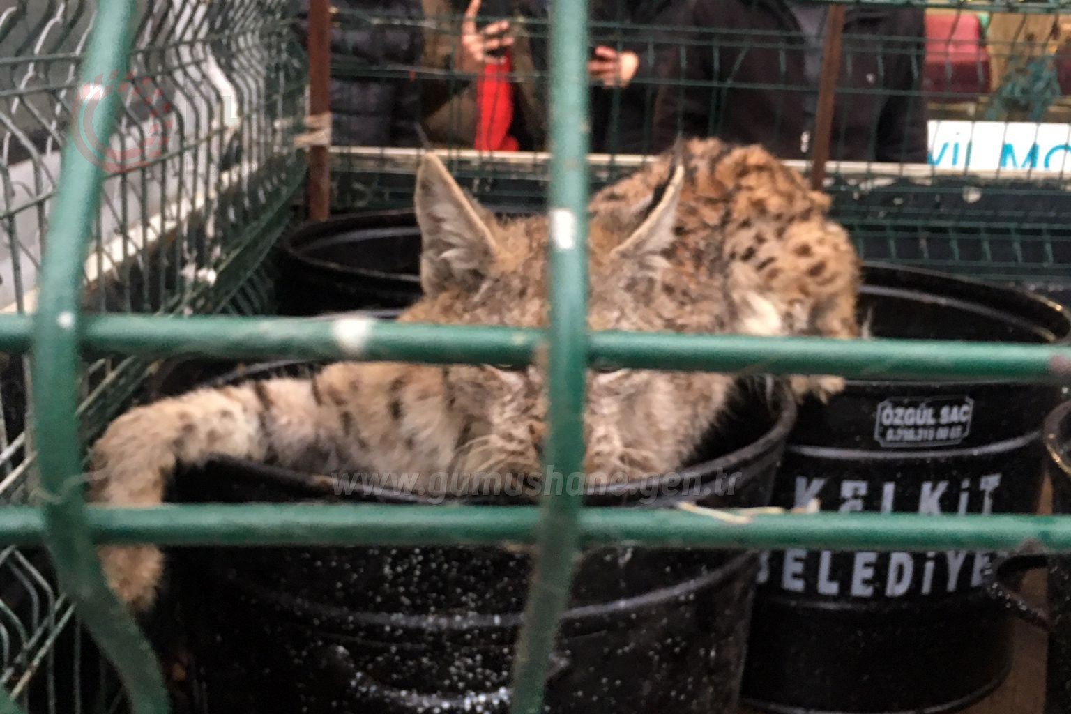 Gümüşhane’de korkan Vaşak mobilya mağazasına girdi 6