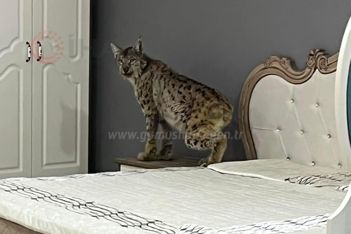 Gümüşhane’de korkan Vaşak mobilya mağazasına girdi 1