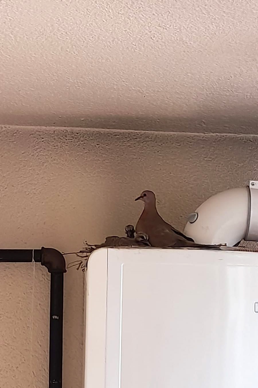 Kumrular 5 yıldır balkondaki kombinin üzerine yuva yapıyor 4