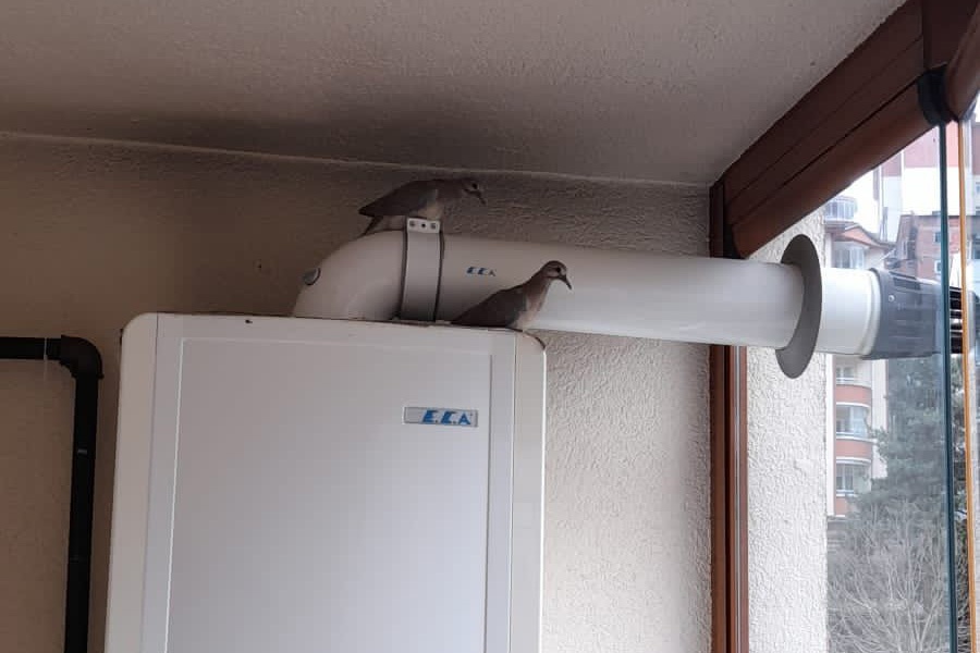 Kumrular 5 yıldır balkondaki kombinin üzerine yuva yapıyor 1