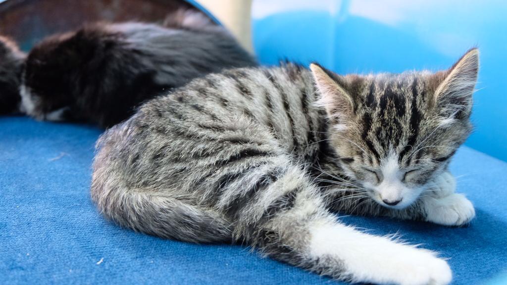 Gümüş Patiler Derneği açıldı 1