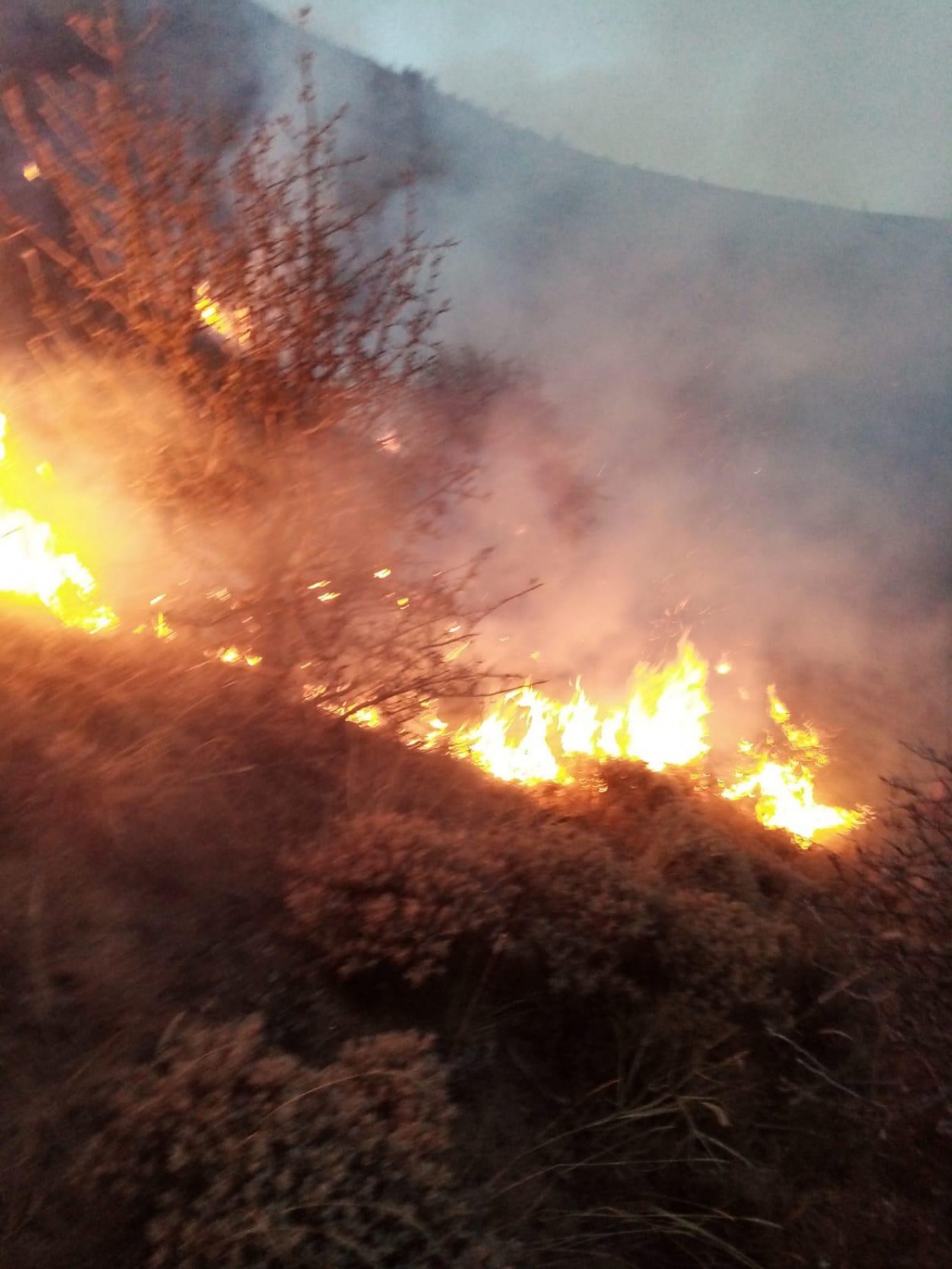 Gümüşhane'deki örtü yangınında 5 hektarlık alan zarar gördü 1