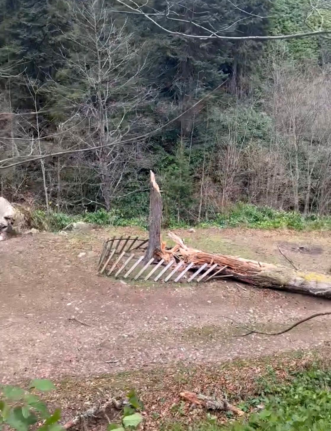 Gümüşhane’de fırtına yüzlerce yıllık ağacı devirdi 5