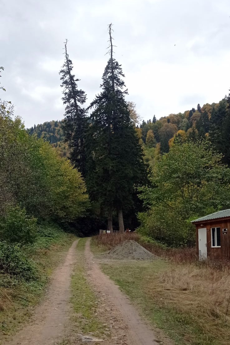 Gümüşhane’de fırtına yüzlerce yıllık ağacı devirdi 3