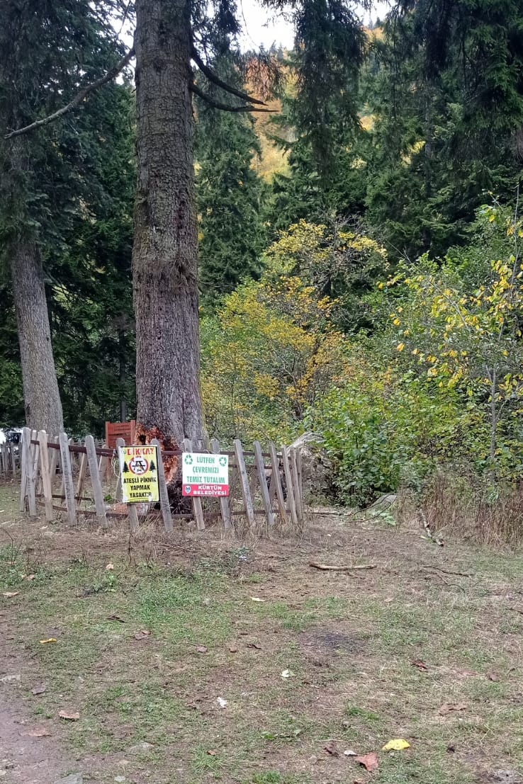 Gümüşhane’de fırtına yüzlerce yıllık ağacı devirdi 6