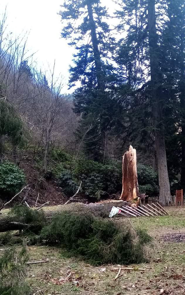 Gümüşhane’de fırtına yüzlerce yıllık ağacı devirdi 2