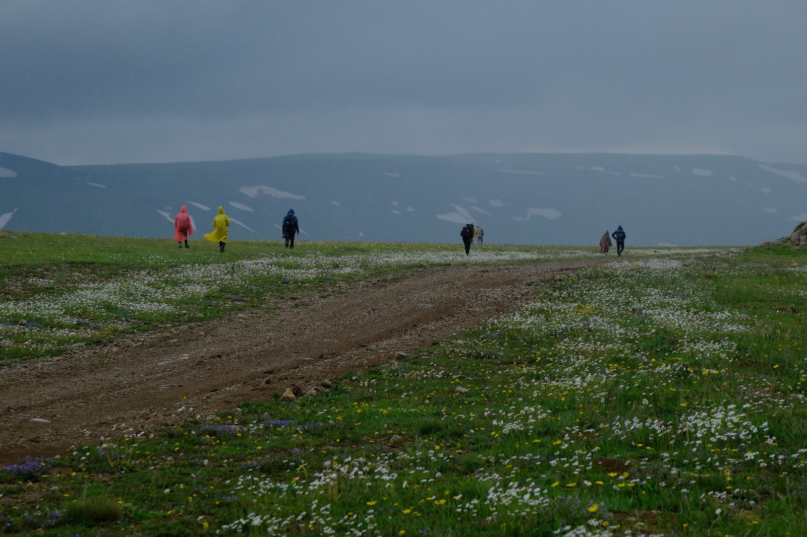 Cami Yurdu Yaylası baharın renk cümbüşüyle sarıya büründü 6
