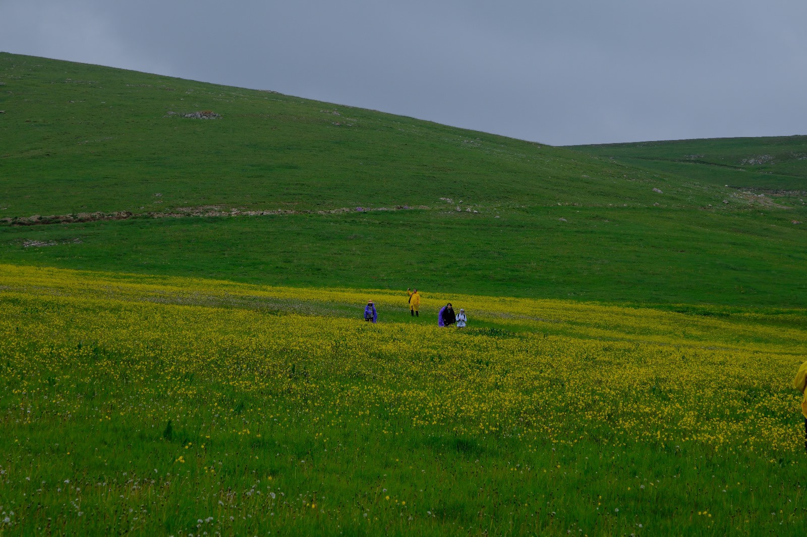 Cami Yurdu Yaylası baharın renk cümbüşüyle sarıya büründü 9