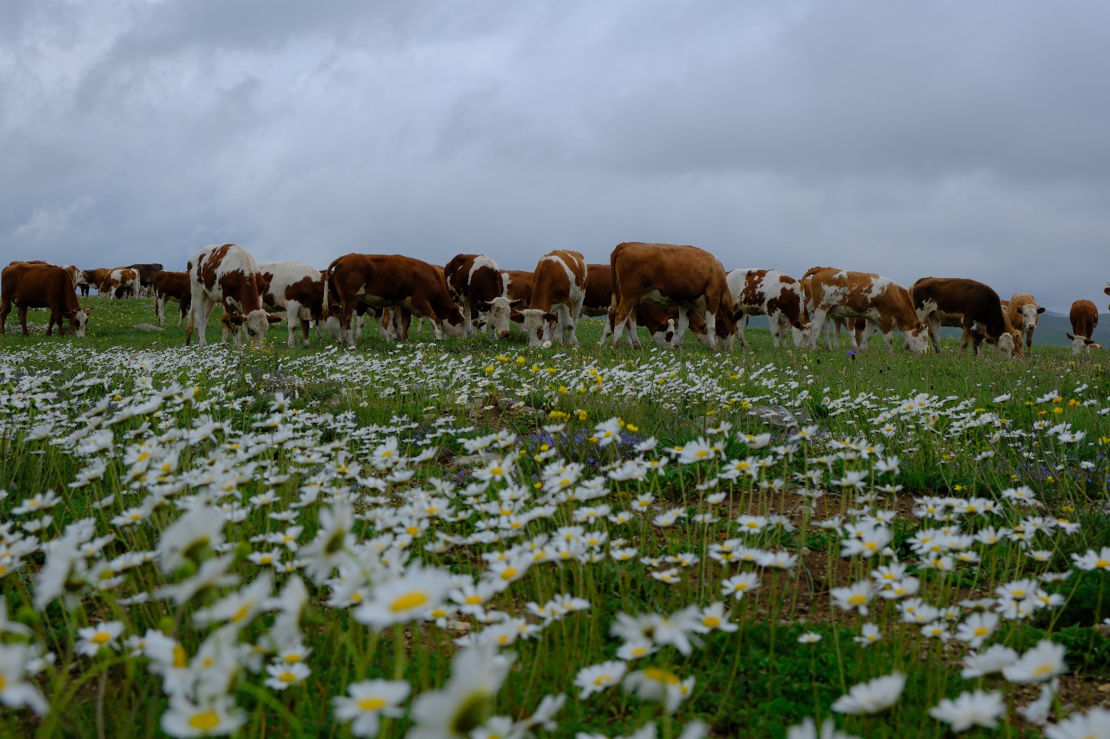 Cami Yurdu Yaylası baharın renk cümbüşüyle sarıya büründü 10