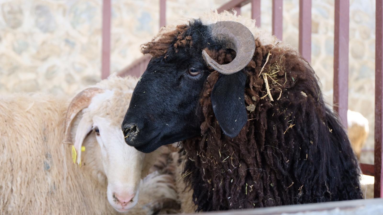 Hem besici hem vatandaş umduğunu bulamadı 2