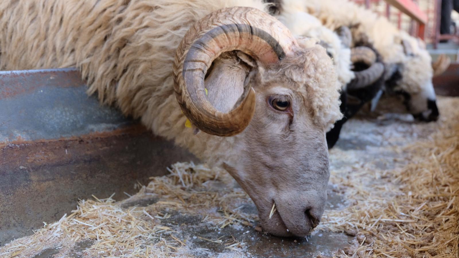 Hem besici hem vatandaş umduğunu bulamadı 4