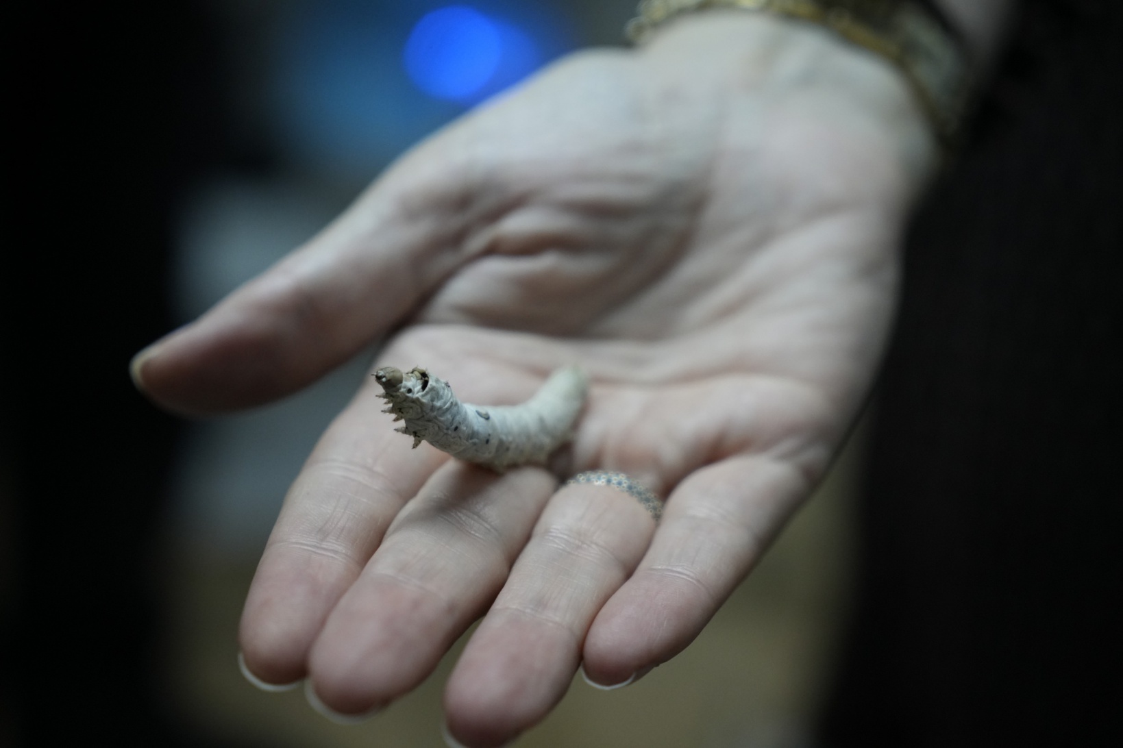 Gümüşhane’nin meşhur dutu ipek böcekçiliğine de hayat verdi 4