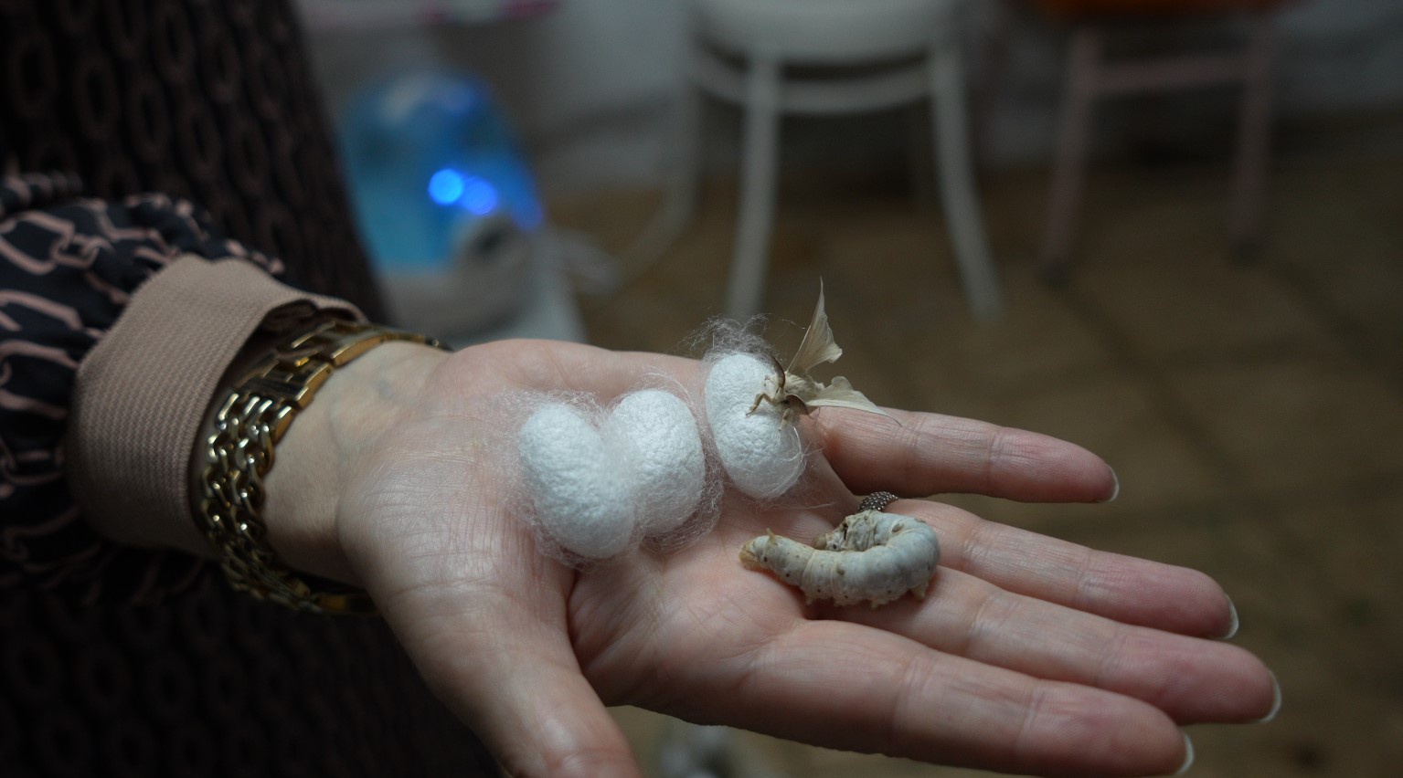 Gümüşhane’nin meşhur dutu ipek böcekçiliğine de hayat verdi 3