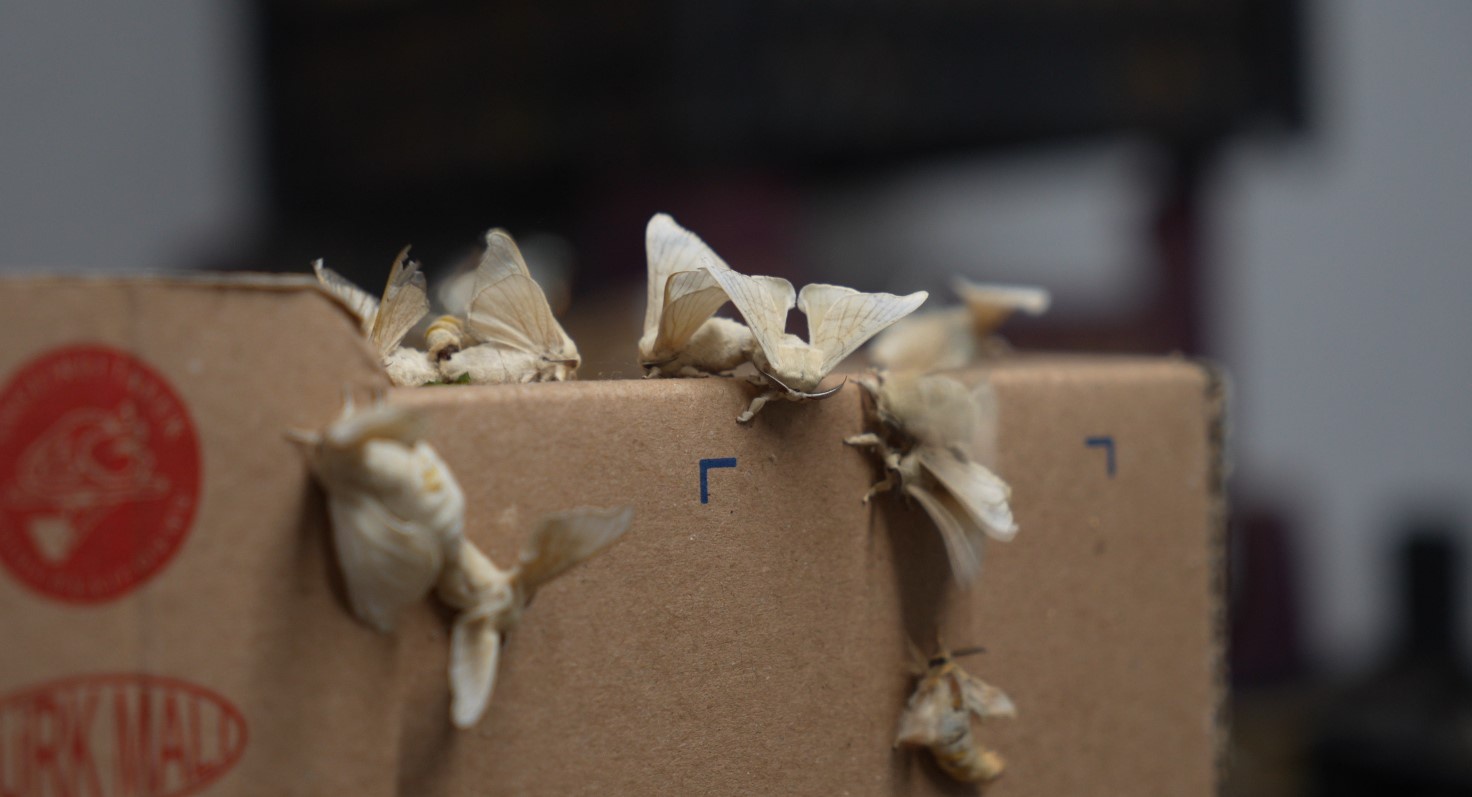 Gümüşhane’nin meşhur dutu ipek böcekçiliğine de hayat verdi 1