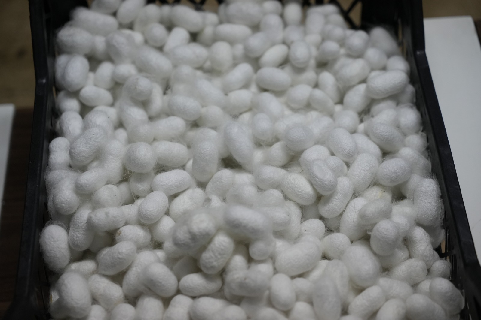 Gümüşhane’nin meşhur dutu ipek böcekçiliğine de hayat verdi 2