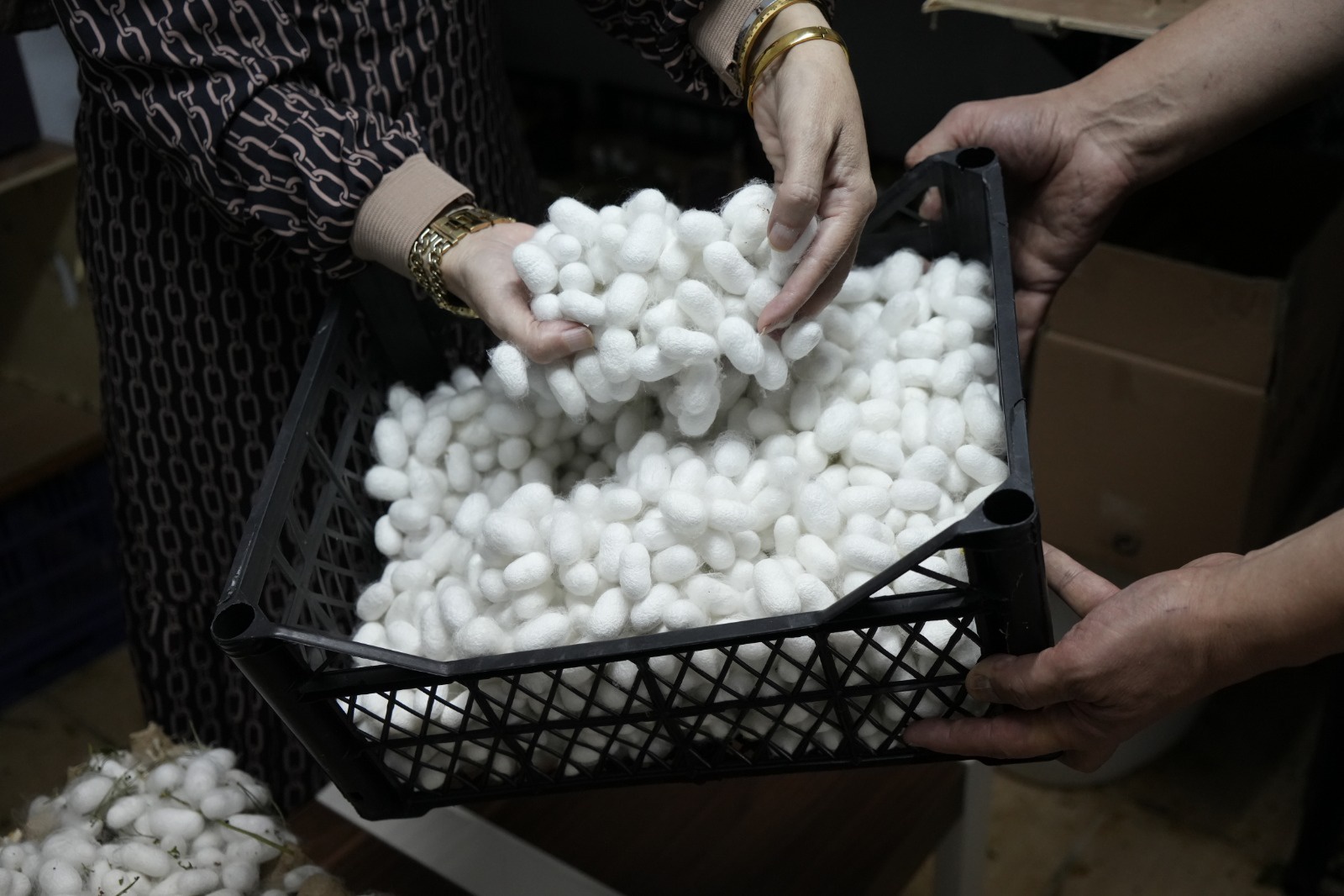 Gümüşhane’nin meşhur dutu ipek böcekçiliğine de hayat verdi 6