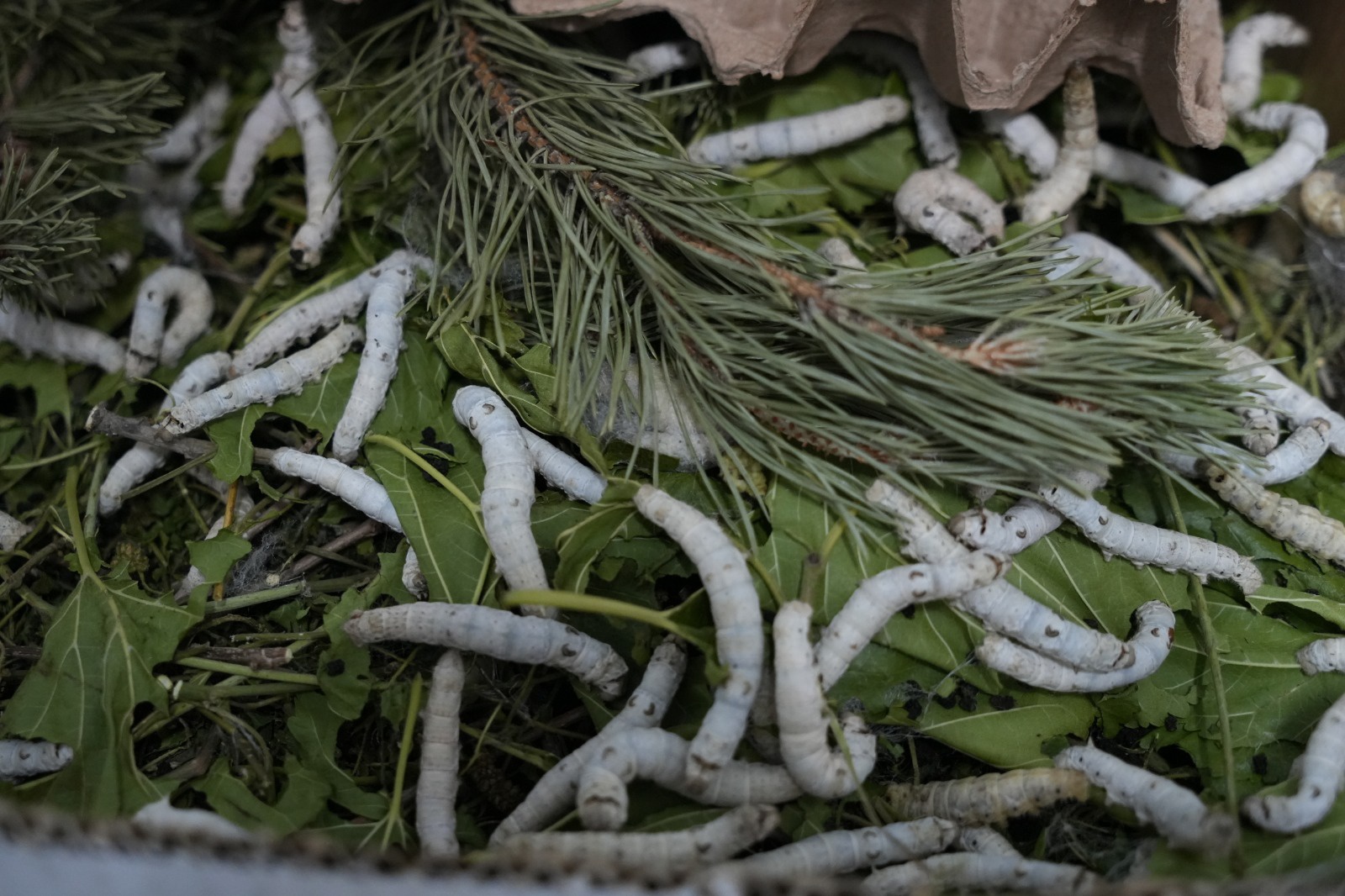 Gümüşhane’nin meşhur dutu ipek böcekçiliğine de hayat verdi 8