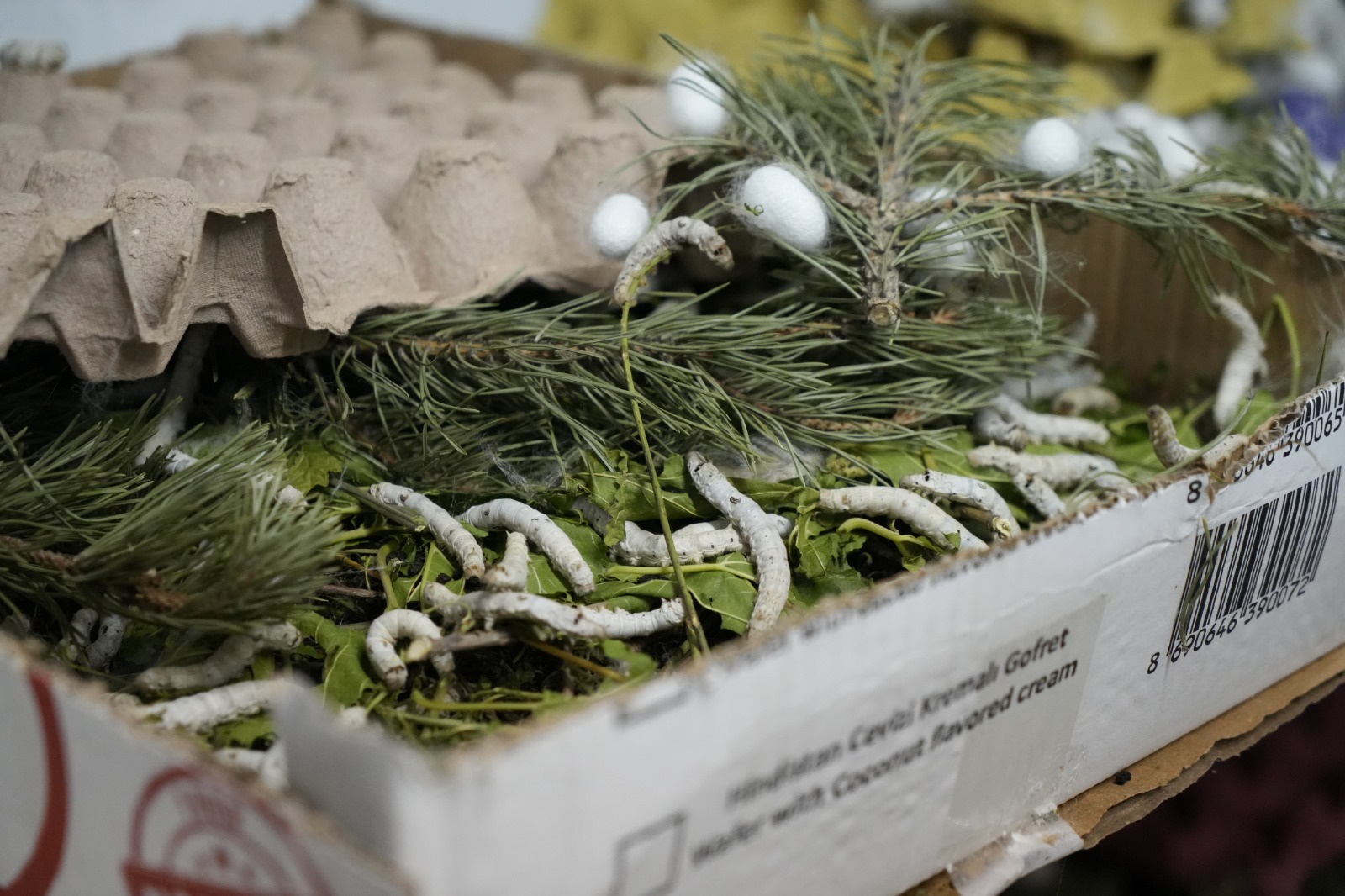 Gümüşhane’nin meşhur dutu ipek böcekçiliğine de hayat verdi 5