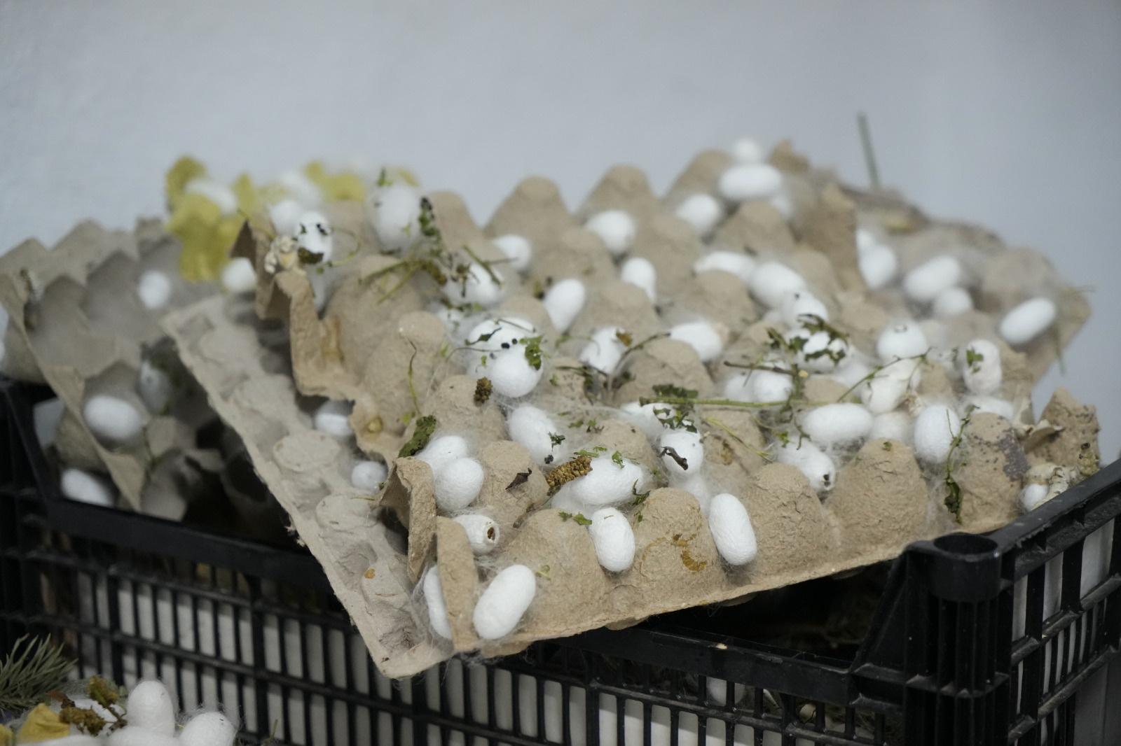 Gümüşhane’nin meşhur dutu ipek böcekçiliğine de hayat verdi 9