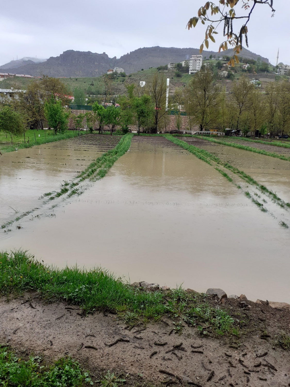 Dere Islahı Bahçeleri Vurdu: Harşit Çayı Taştı, Vatandaş Mağdur Oldu 30