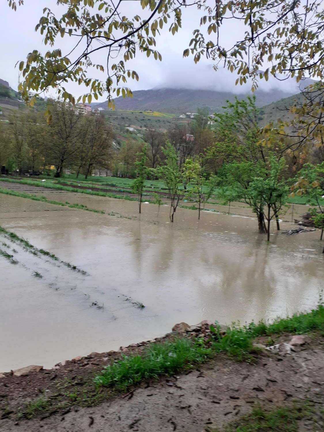 Dere Islahı Bahçeleri Vurdu: Harşit Çayı Taştı, Vatandaş Mağdur Oldu 32
