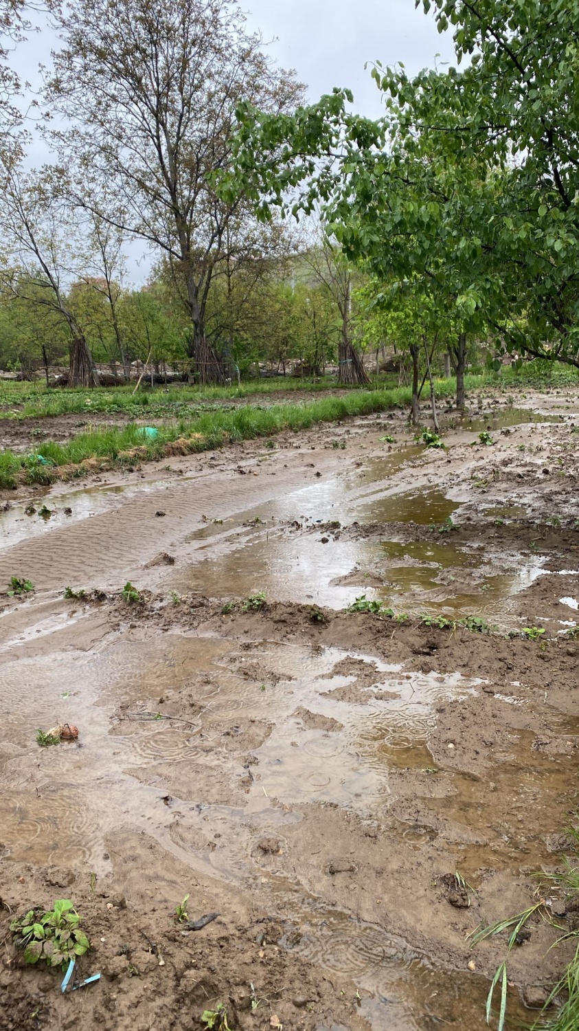 Dere Islahı Bahçeleri Vurdu: Harşit Çayı Taştı, Vatandaş Mağdur Oldu 4