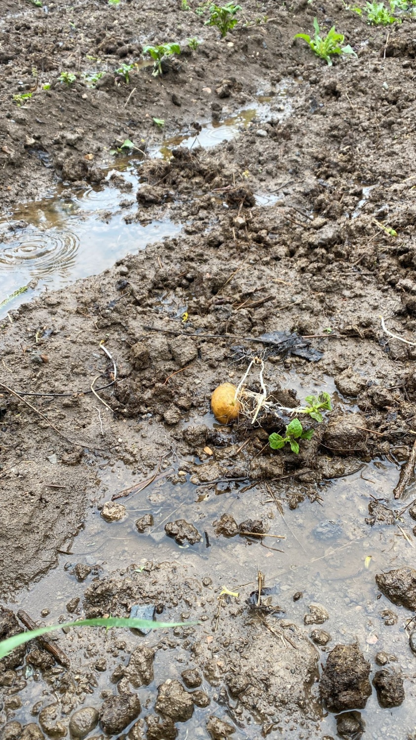 Dere Islahı Bahçeleri Vurdu: Harşit Çayı Taştı, Vatandaş Mağdur Oldu 12