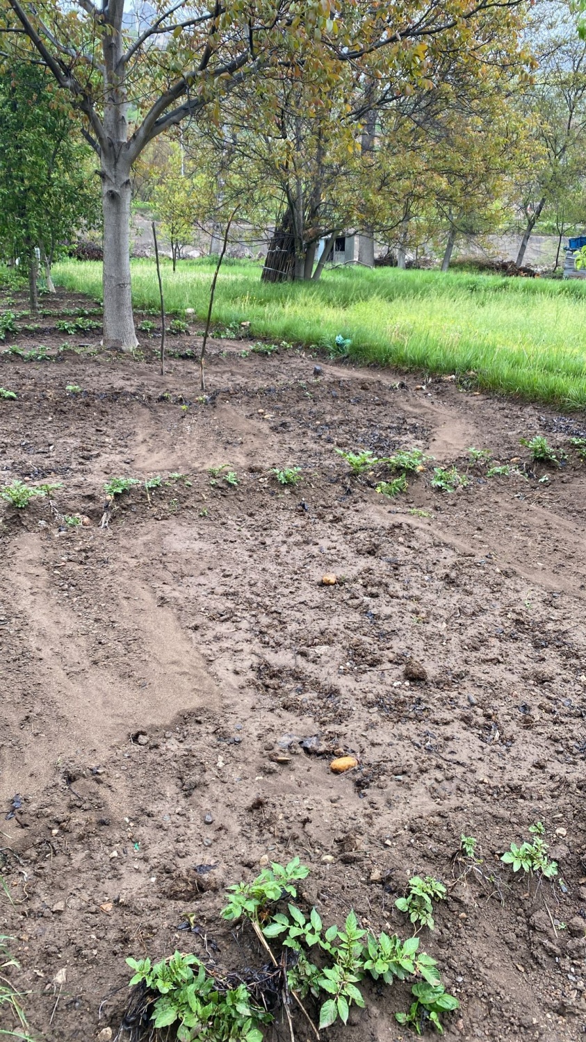 Dere Islahı Bahçeleri Vurdu: Harşit Çayı Taştı, Vatandaş Mağdur Oldu 9