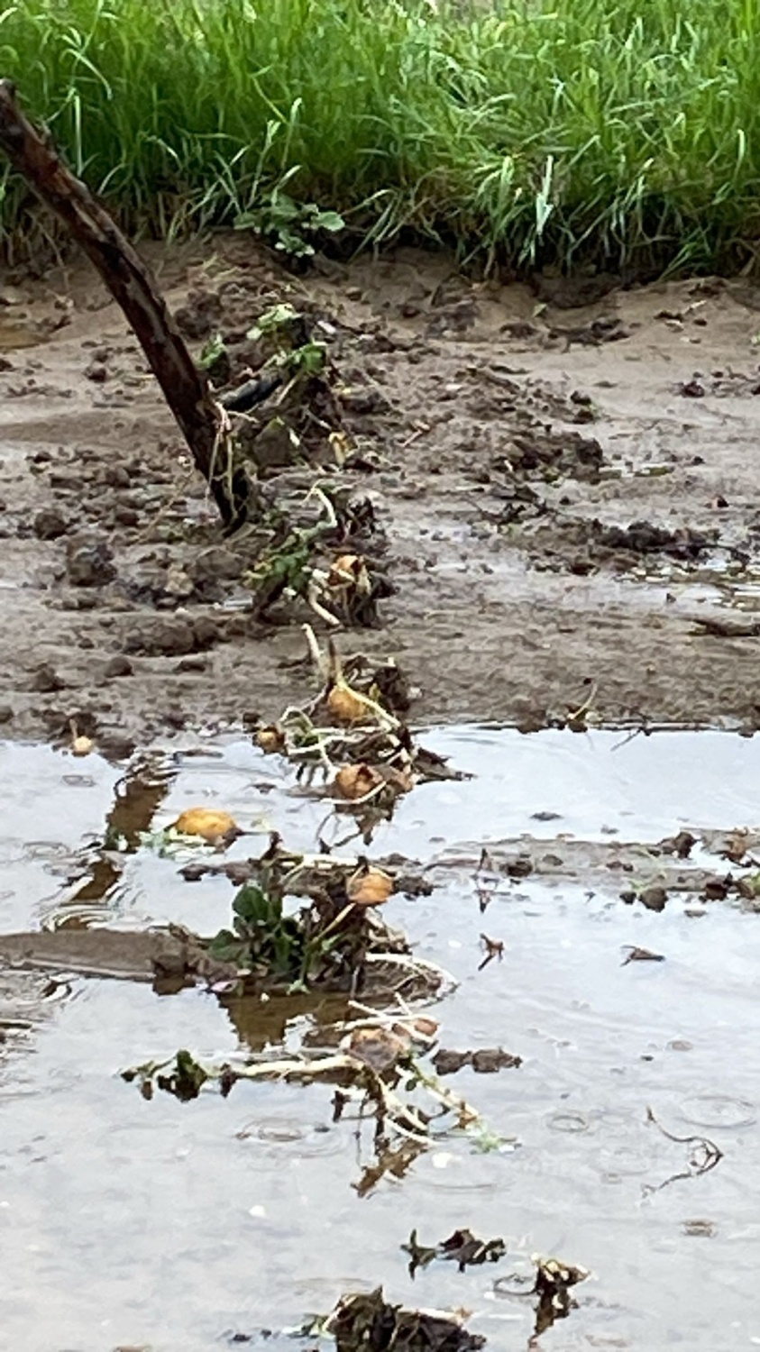 Dere Islahı Bahçeleri Vurdu: Harşit Çayı Taştı, Vatandaş Mağdur Oldu 3