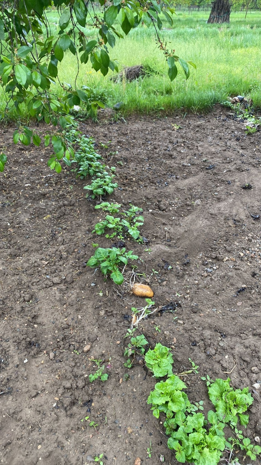 Dere Islahı Bahçeleri Vurdu: Harşit Çayı Taştı, Vatandaş Mağdur Oldu 23