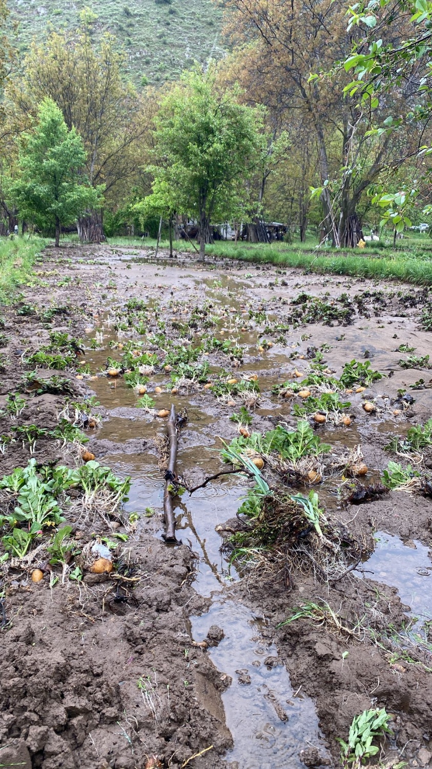 Dere Islahı Bahçeleri Vurdu: Harşit Çayı Taştı, Vatandaş Mağdur Oldu 29