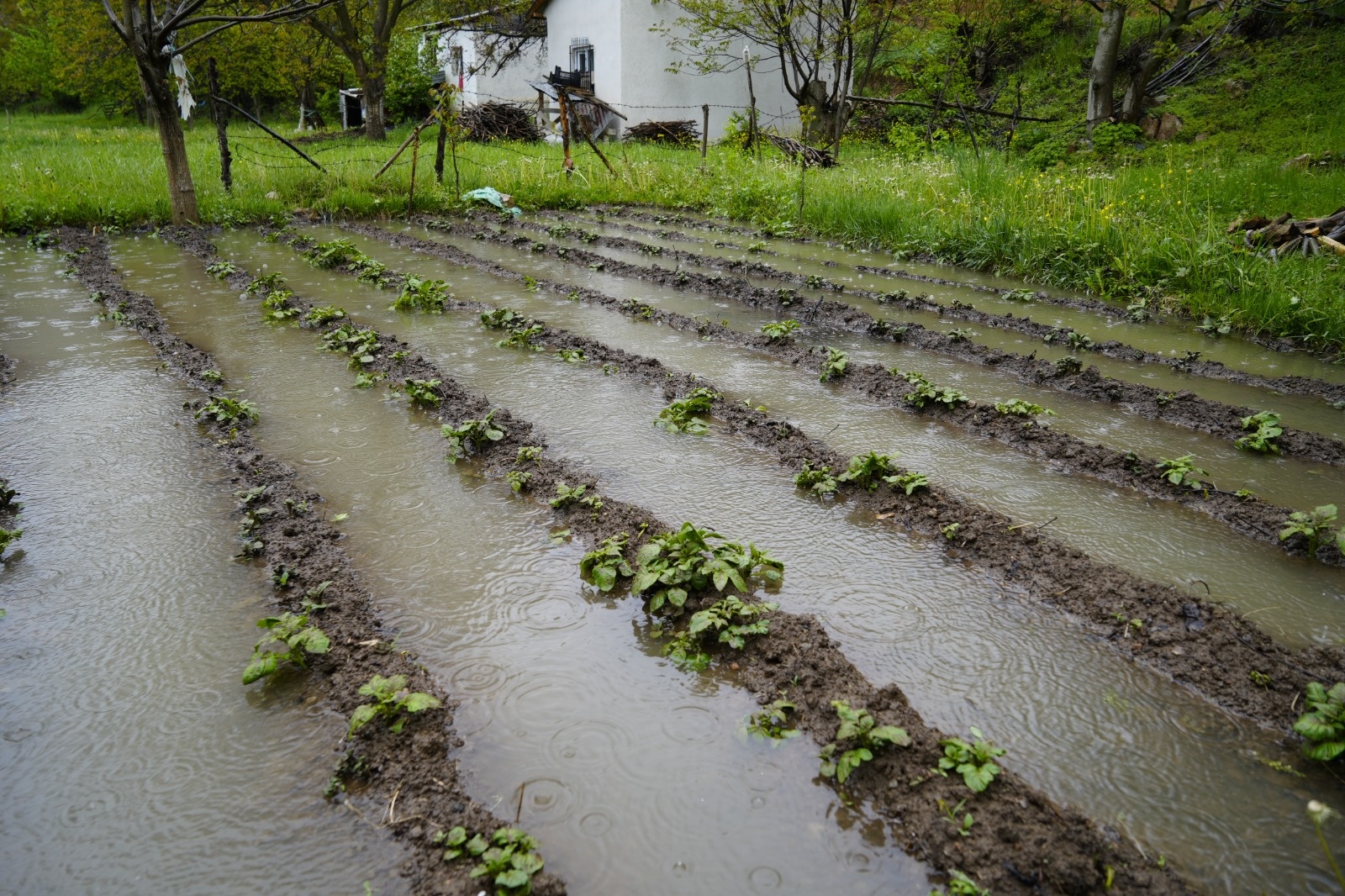 Dere Islahı Bahçeleri Vurdu: Harşit Çayı Taştı, Vatandaş Mağdur Oldu 10