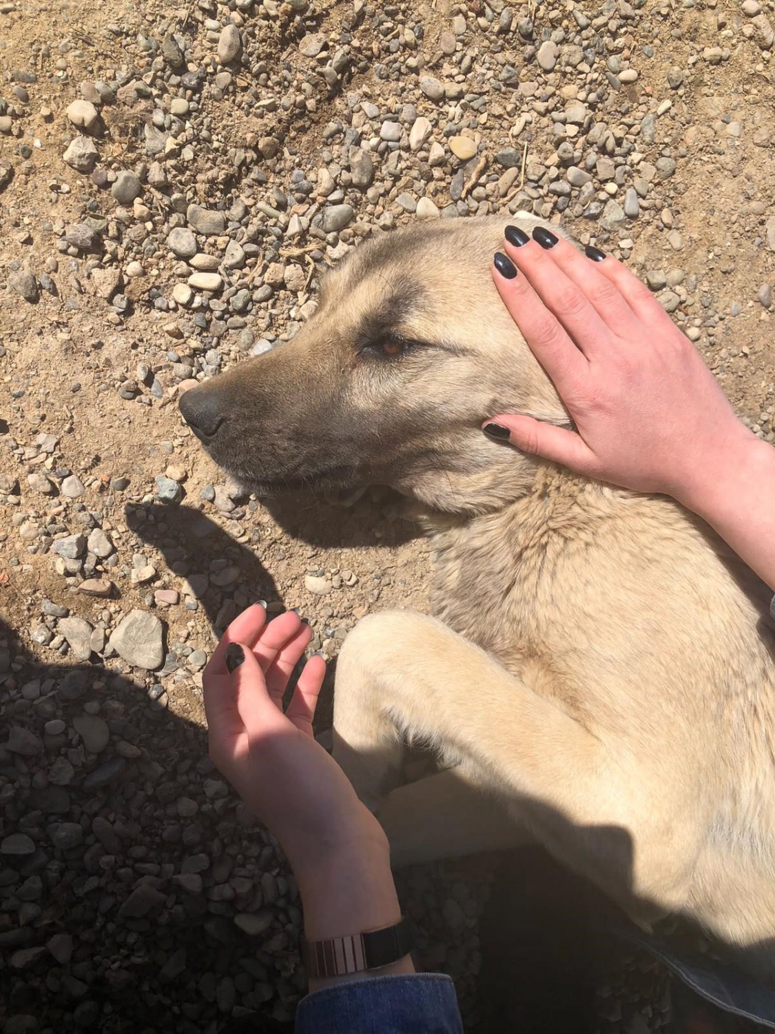 Harçlıklarıyla sevimli dostlarına yardımcı oldular 3