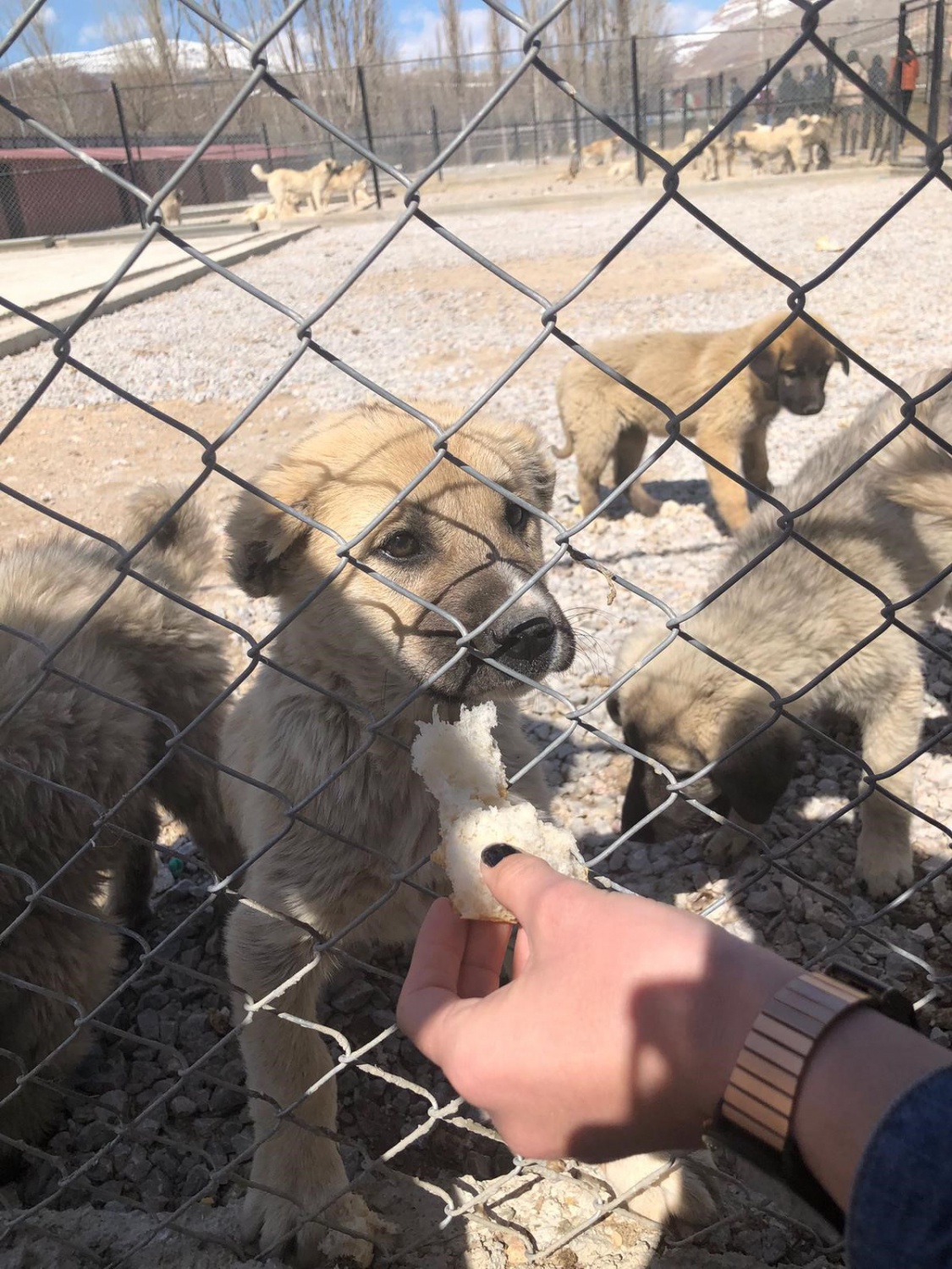 Harçlıklarıyla sevimli dostlarına yardımcı oldular 6