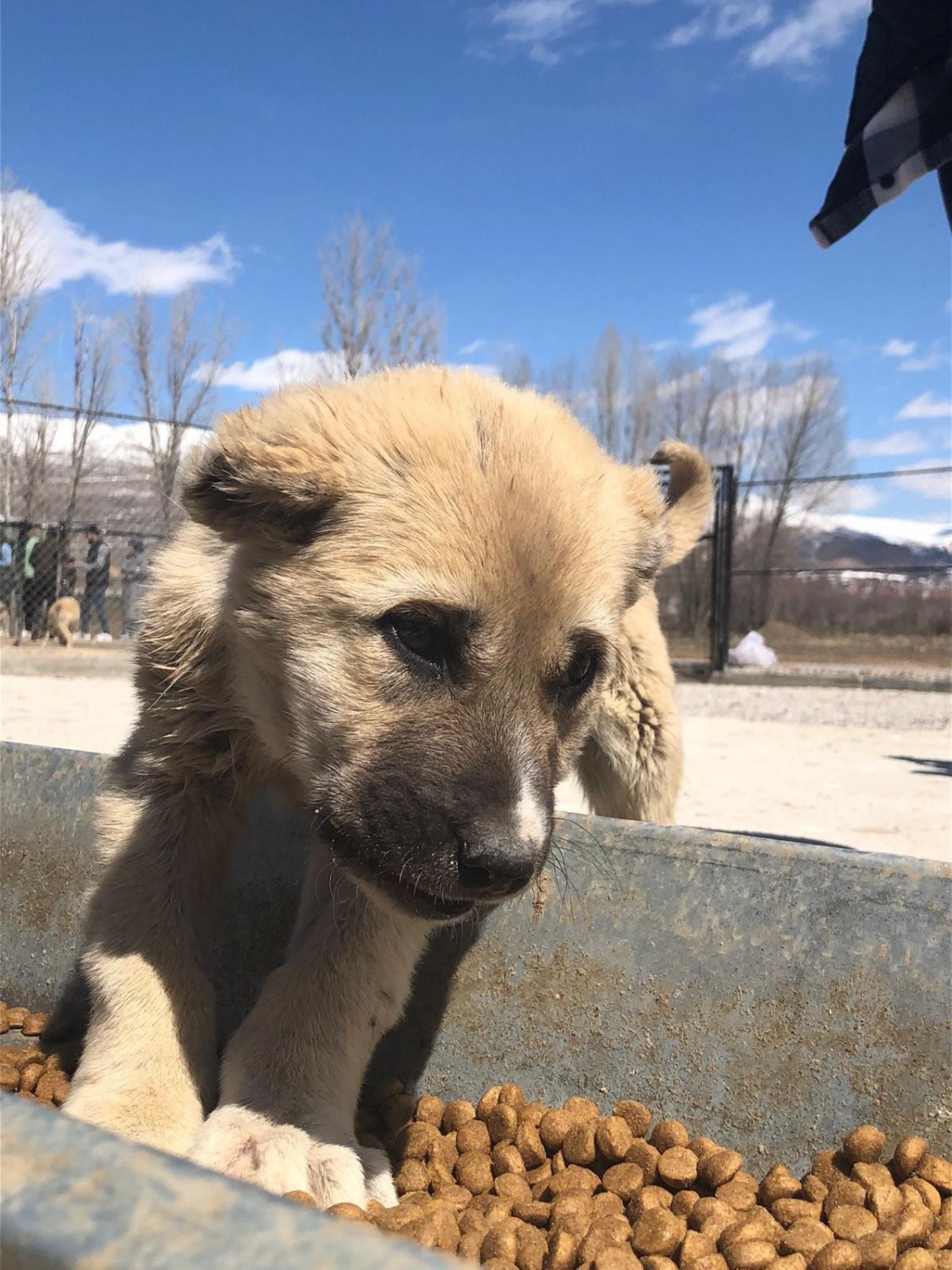 Harçlıklarıyla sevimli dostlarına yardımcı oldular 2