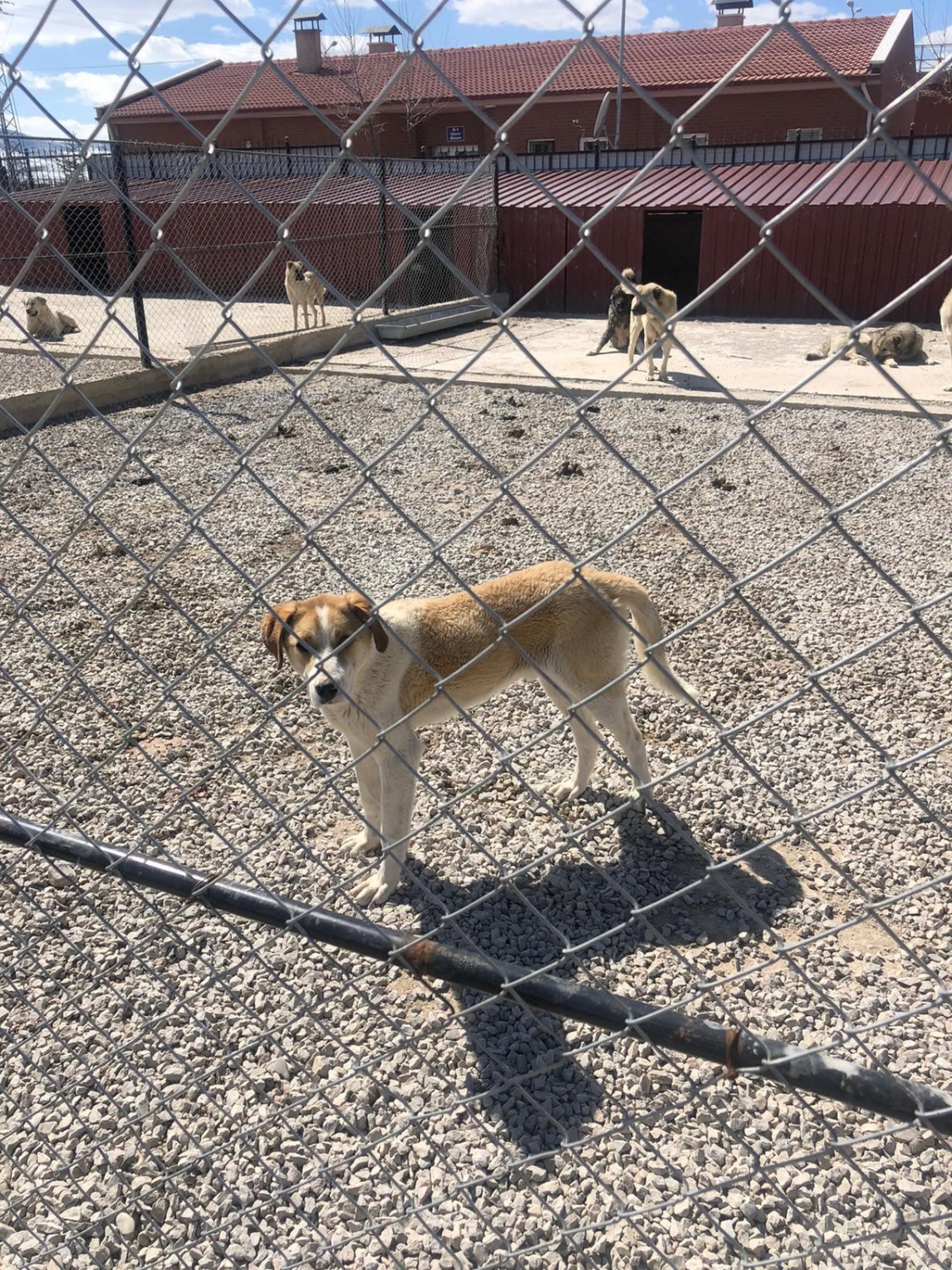 Harçlıklarıyla sevimli dostlarına yardımcı oldular 5