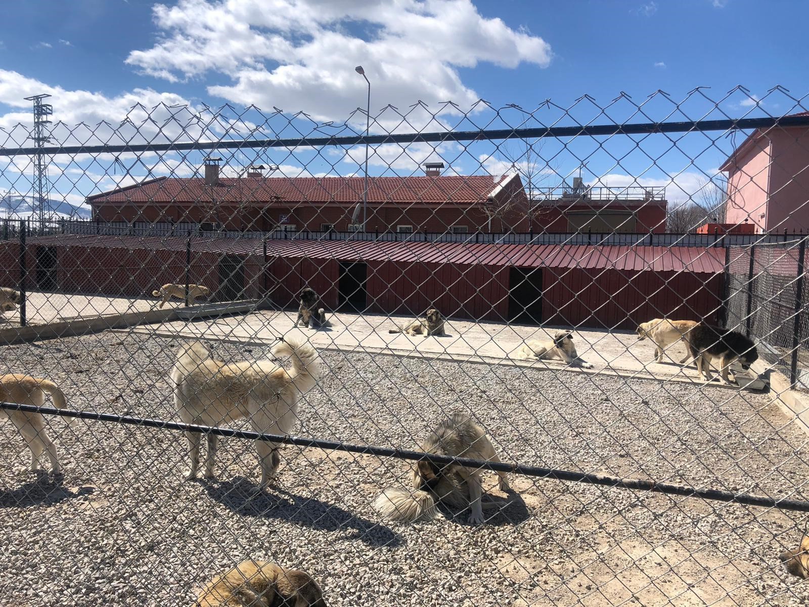 Harçlıklarıyla sevimli dostlarına yardımcı oldular 4
