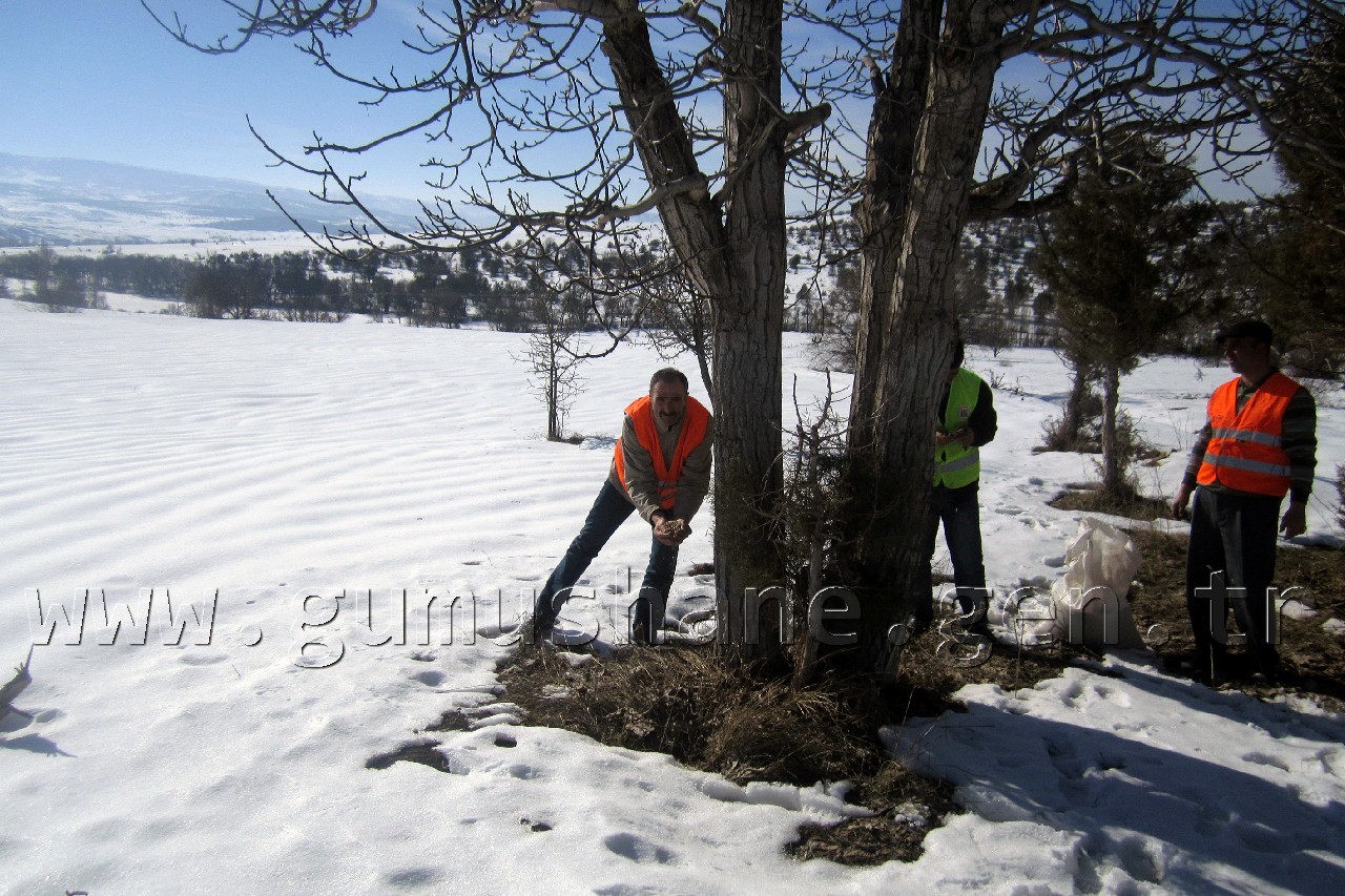 Şiran'da Yaban Hayvanları Unutulmuyor 1