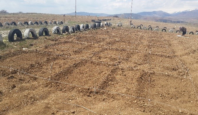 Çim’de kimyasal gübre yerine ‘doğal bakteri’ 3