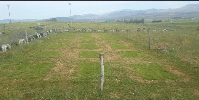Çim’de kimyasal gübre yerine ‘doğal bakteri’ 2