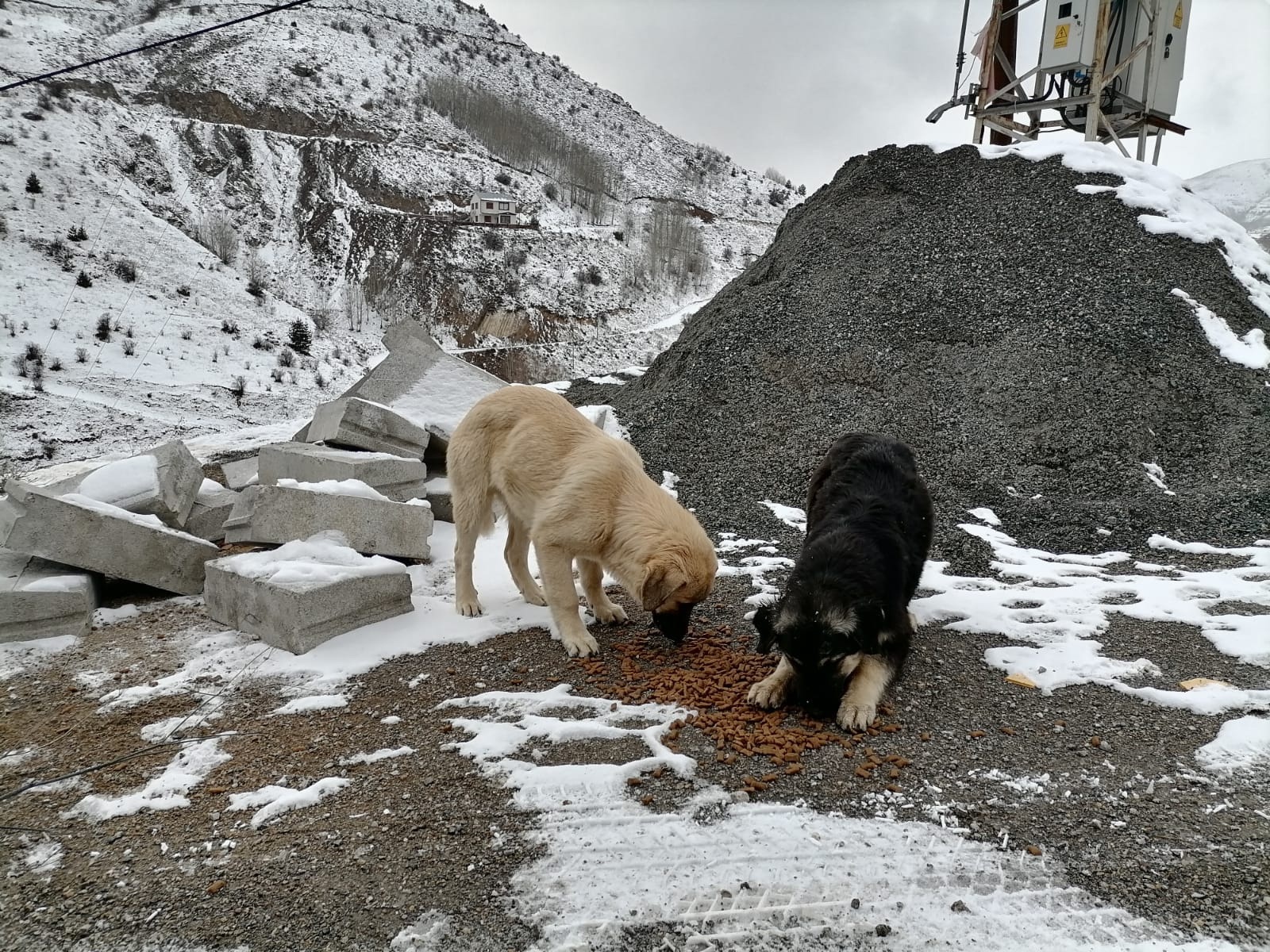 Gümüşhane’de sokak hayvanlarına şefkat eli 9