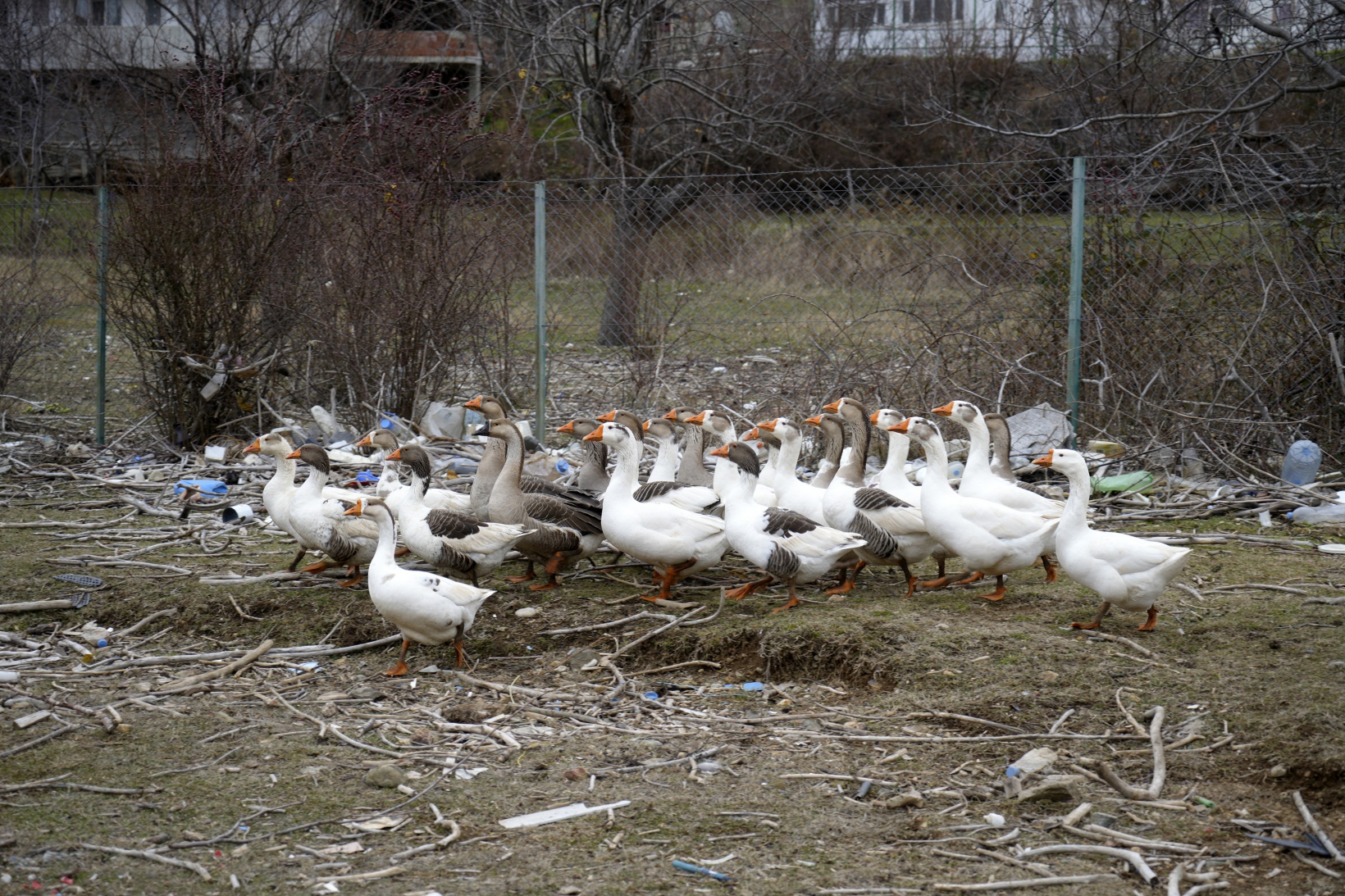 Bu mahallenin başı yıllardan beri baraj gölündeki çöplerle dertte 3