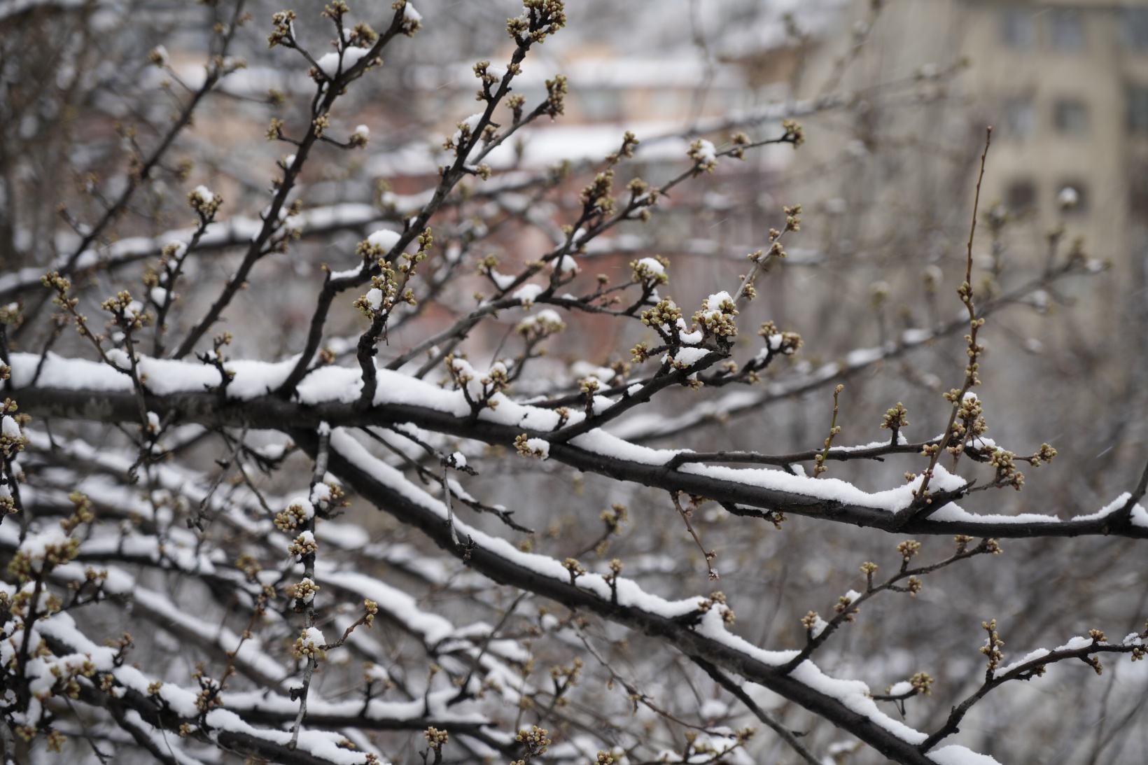Gümüşhane’de Mart kapıdan baktırıyor 10