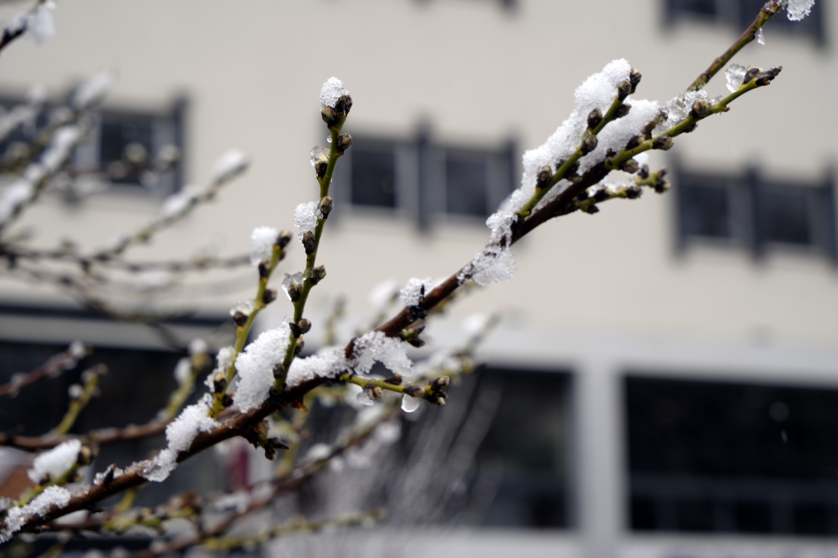 Gümüşhane kara kışı martta yaşıyor 1