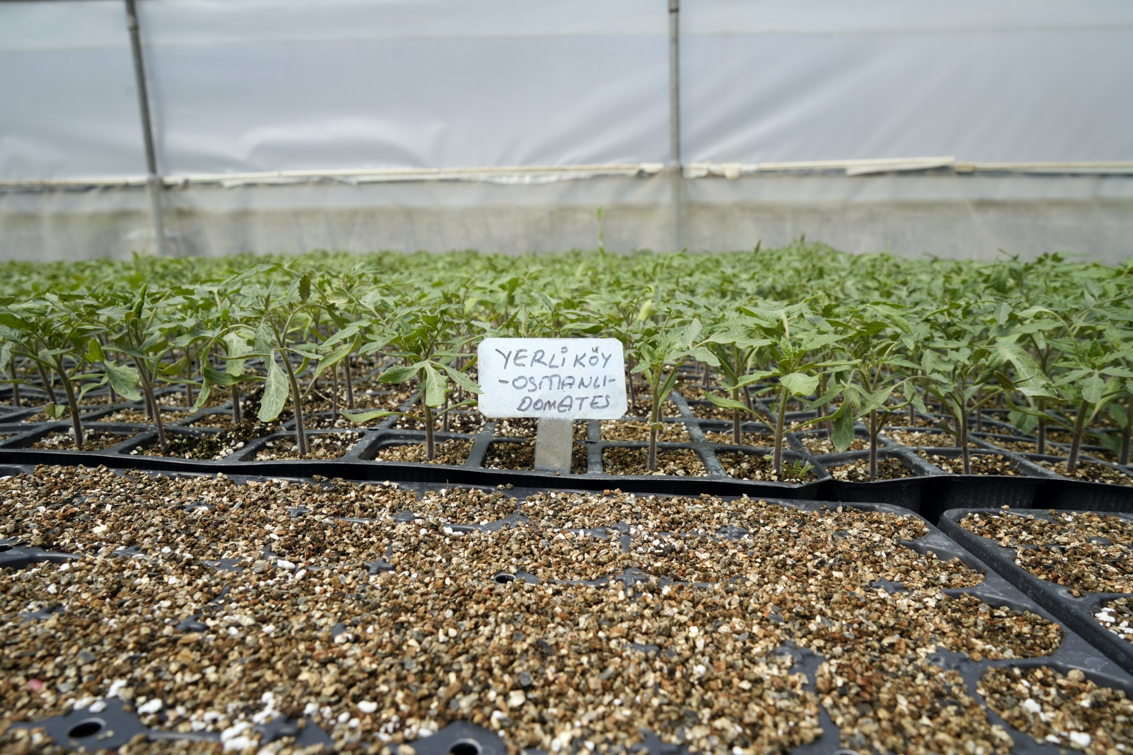 100 yıllık tohumlarla ‘Osmanlı domatesi’ fidesi üretiyor 7